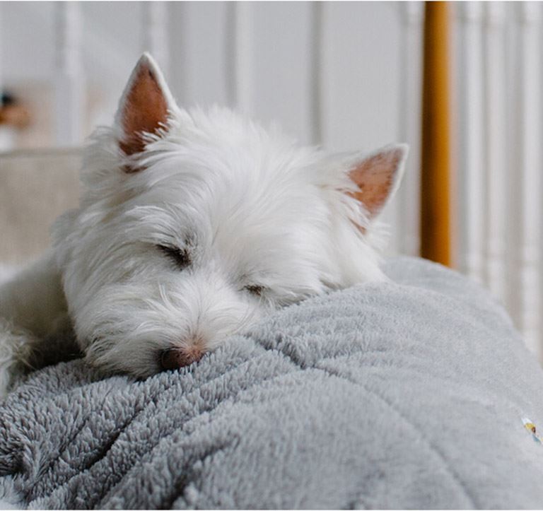 Dog laying on couch in new home | Midline Community in Houston, TX