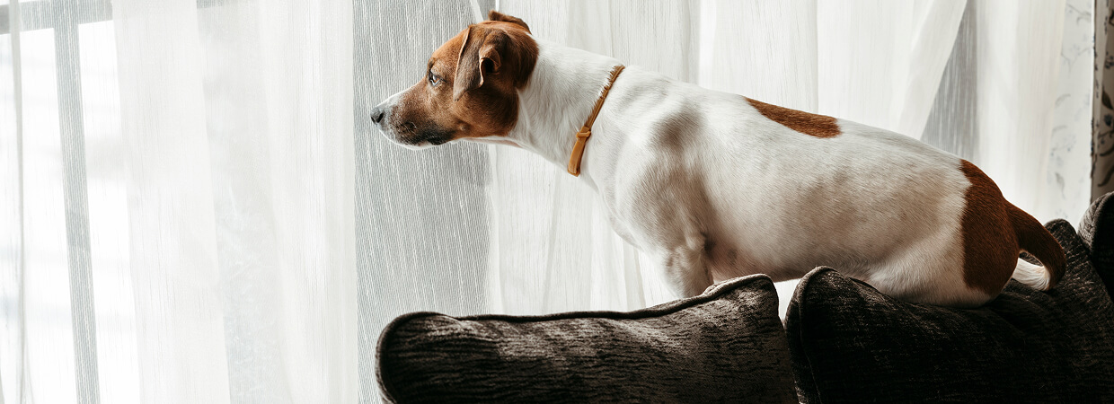 Dog on couch looking out window