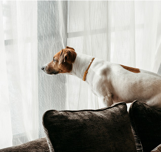 Dog looking out window