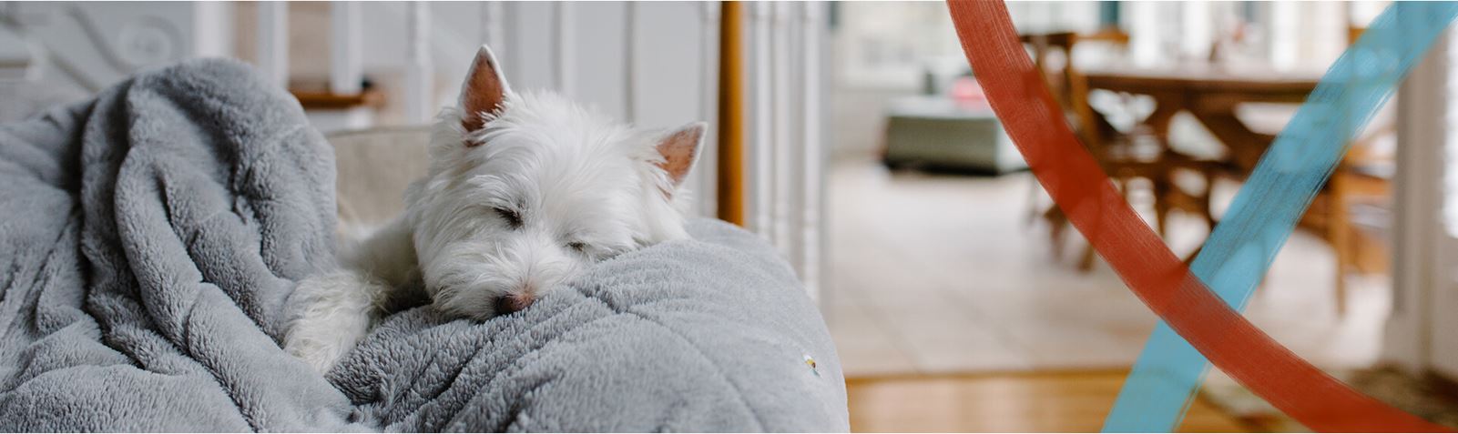 Dog laying on couch in new home | Midline Community in Houston, TX